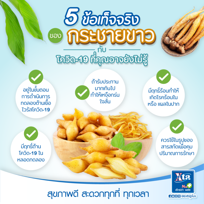 5 ข้อเท็จจริงของกระชายขาว