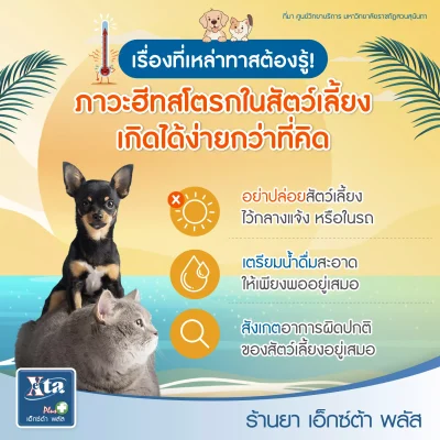 ภาวะ ฮีทสโตรกในสัตว์เลี้ยง